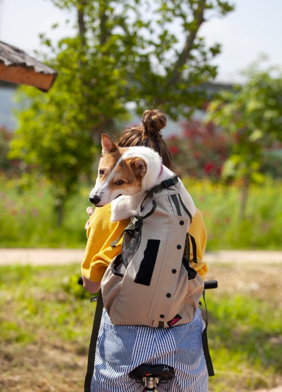 Corgi resting its chin on the top of an ABUBA LITE2 worn on a person's back