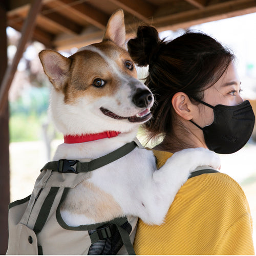 Corgi store carrying backpack