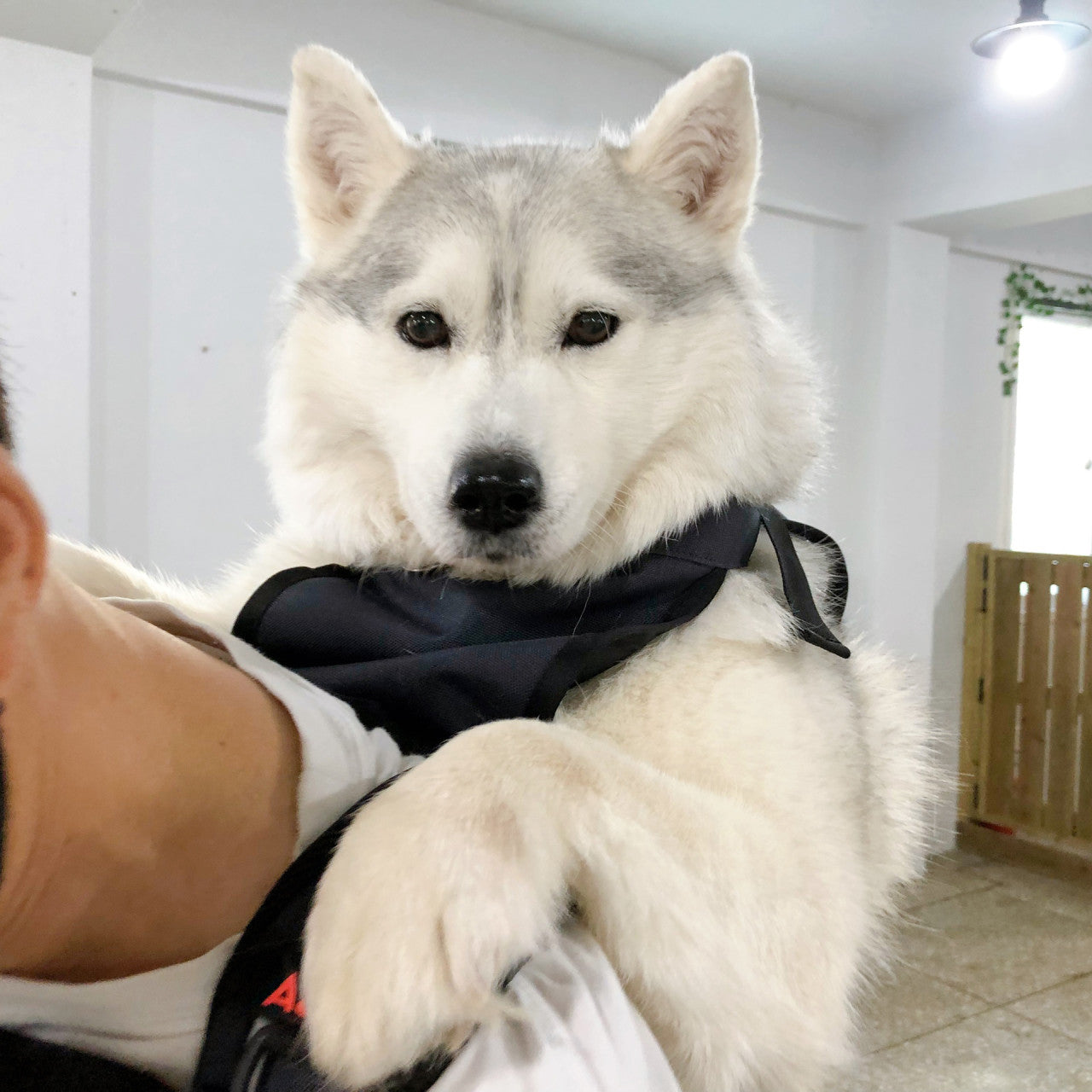 ABUBA MAX - Giant Dog Carrier Backpack