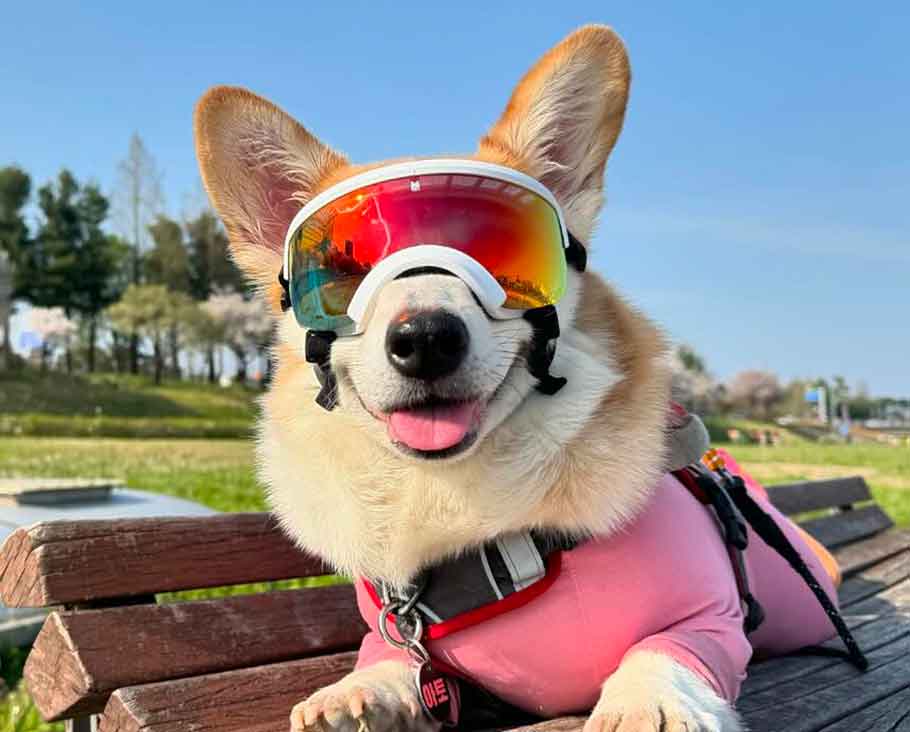 corgi goggles Kyunglas Dog Goggles – Premium Sunglasses & UV Eye Protection for Dogs – Pengineer