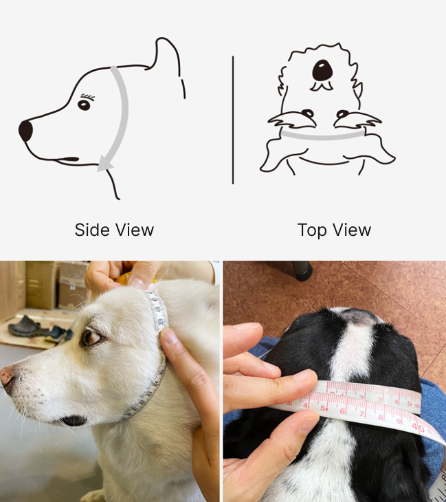 How to measure your dog's head circumference