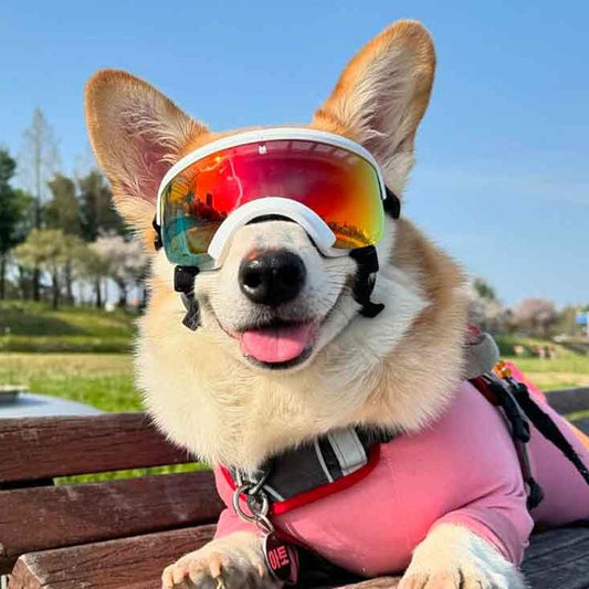 Kyunglas Dog Goggles for UV protection, lightweight design, and adjustable fit for medium-sized dogs. Ideal for outdoor adventures