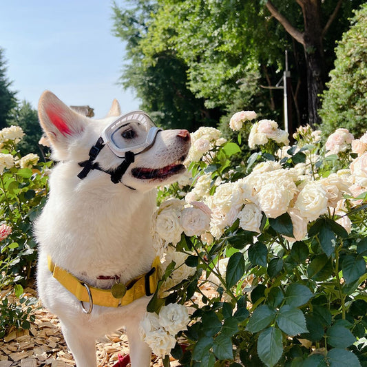 White dog wearing Kyunglas clear lens dog goggles surrounded by white flowers in sunlight