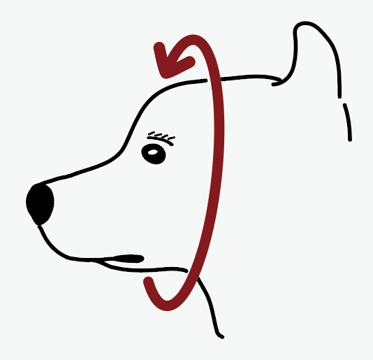 Dog head with head circumference measuring line, diagram only