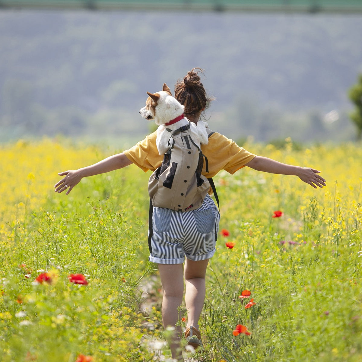 Person walking through a flower field with arms open, a dog riding in an ABUBA LITE2 on their back