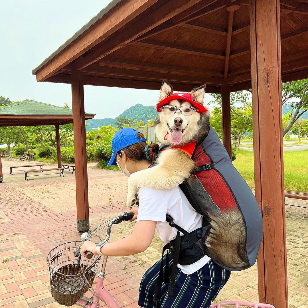 ABUBA MAX - Giant Dog Carrier Backpack